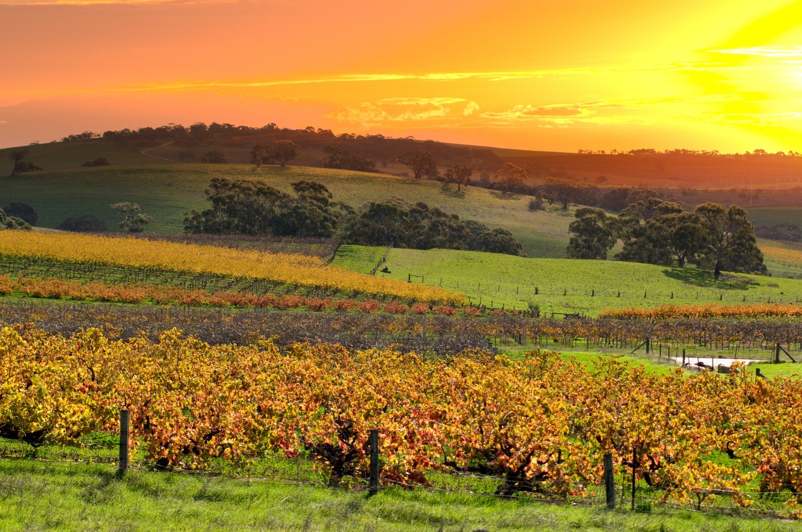 rise wines wa